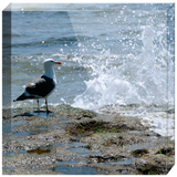 Splish Splash Seagull Acrylic Block Prints