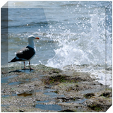 Splish Splash Seagull Acrylic Block Prints