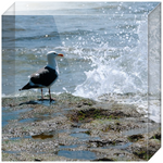 Splish Splash Seagull Acrylic Block Prints