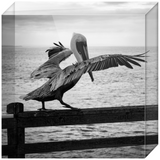 Pelican on a Pier Acrylic Block Prints