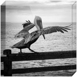 Pelican on a Pier Acrylic Block Prints