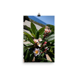 Positively Plumeria Poster