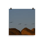 Flock of (Sunset) Seagulls Poster