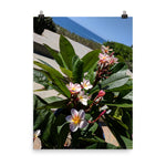 Positively Plumeria Poster