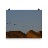 Flock of (Sunset) Seagulls Poster