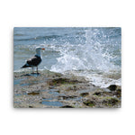 Splish Splash Seagull Canvas