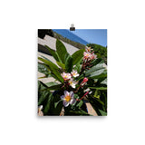 Positively Plumeria Poster