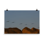 Flock of (Sunset) Seagulls Poster