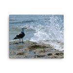 Splish Splash Seagull Canvas