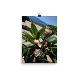 Positively Plumeria Poster