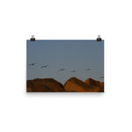 Flock of (Sunset) Seagulls Poster